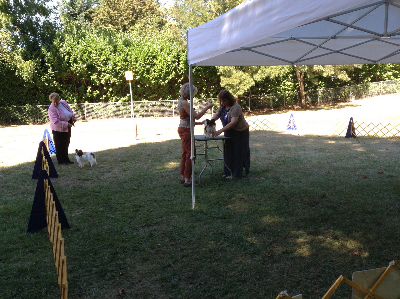 Road's End Papillons Brownsville, OR, Eugene Kennel Club