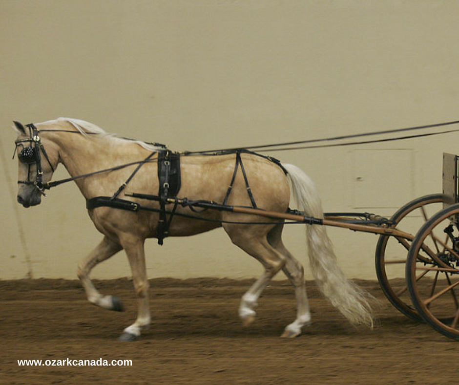 My Miniature Horse Obsession Harness Cleaning and Maintenance