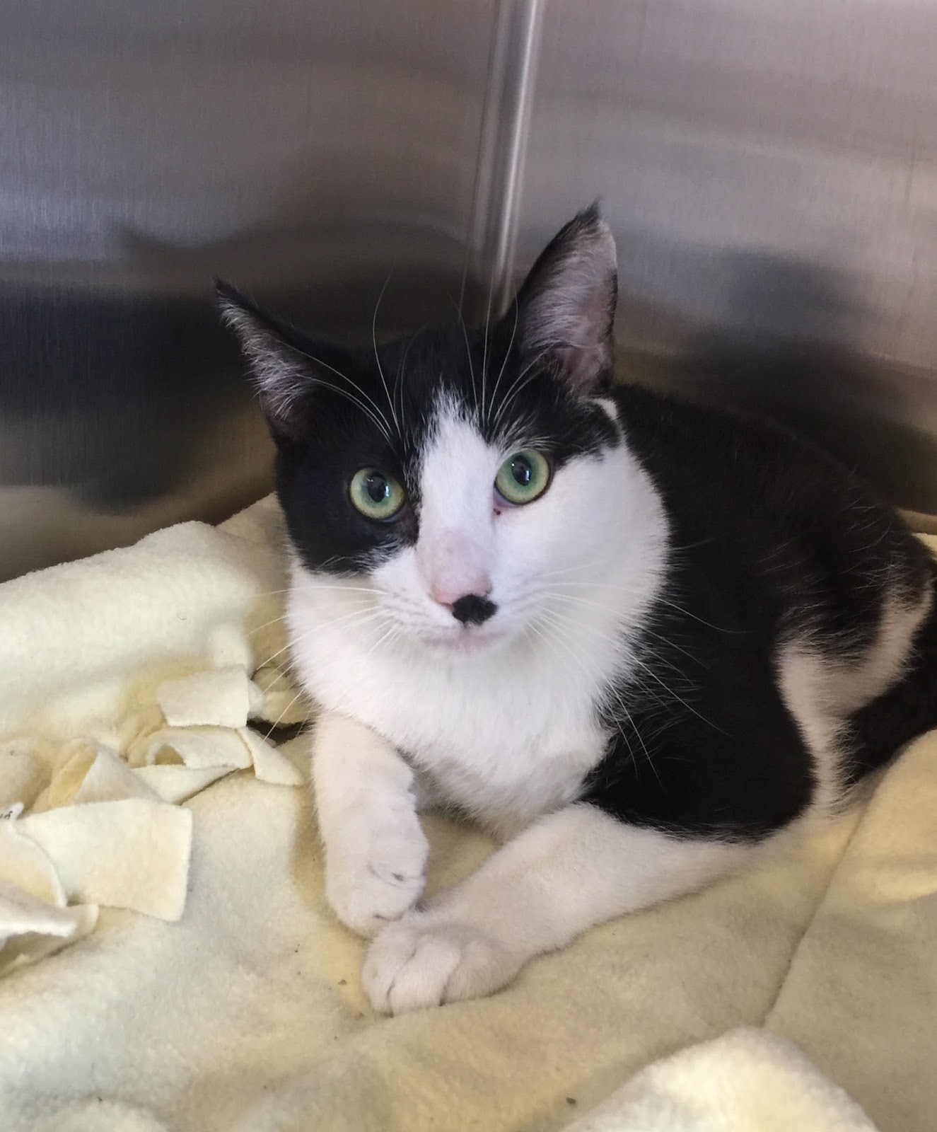 Catsonica Doodle Flowers For Kitty