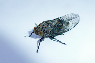 Eugene, Oregon, summer, cicada
