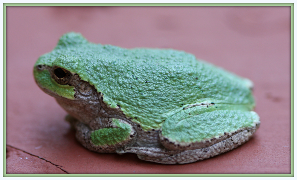 Three Popular Pet Tree Frogs