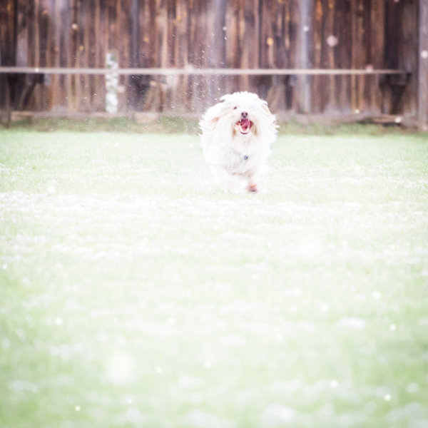 Ein glücklicher Hund in den ersten Schneeflocken