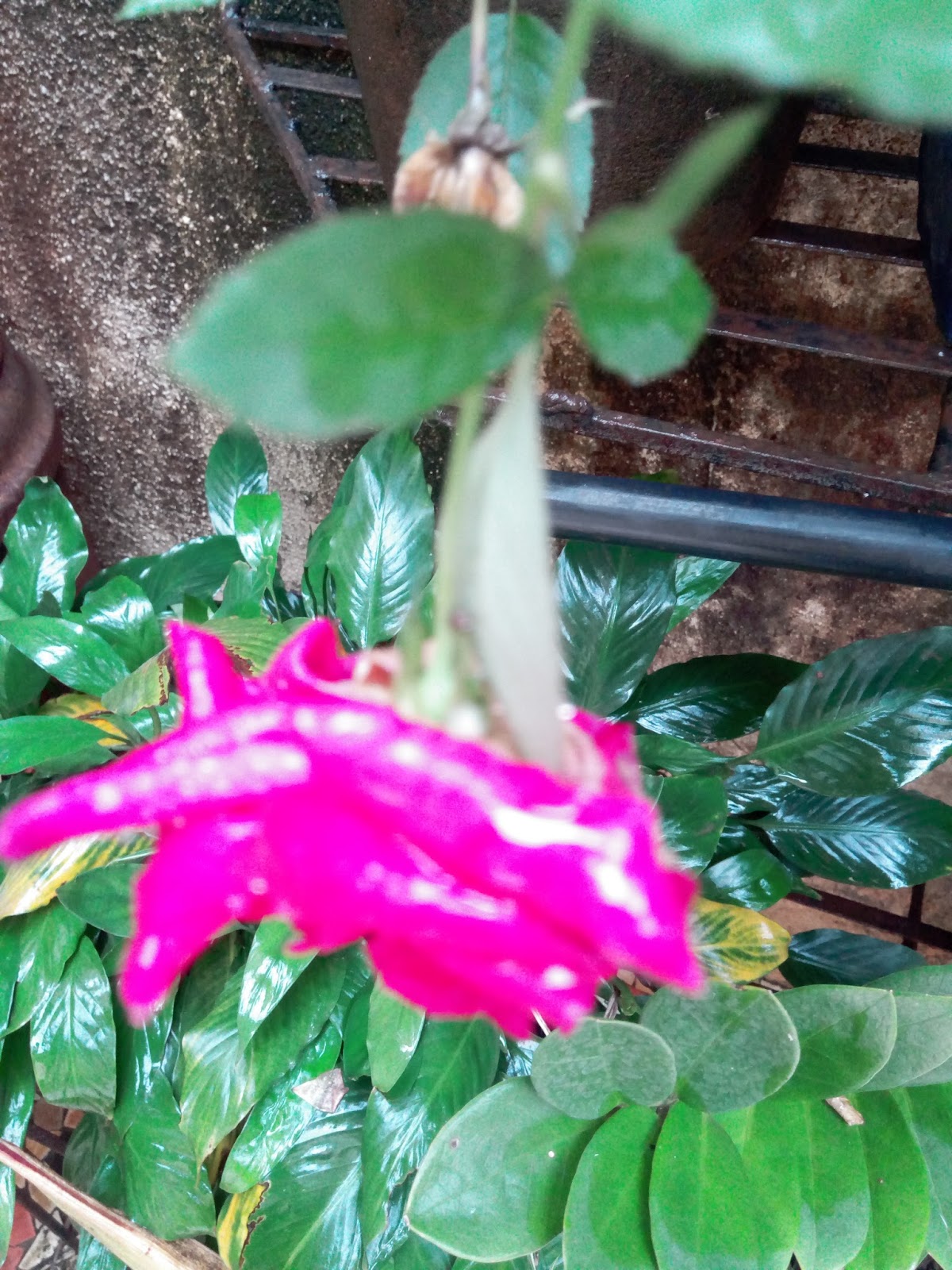 Garden Care Simplified Button roses and special care for Button rose