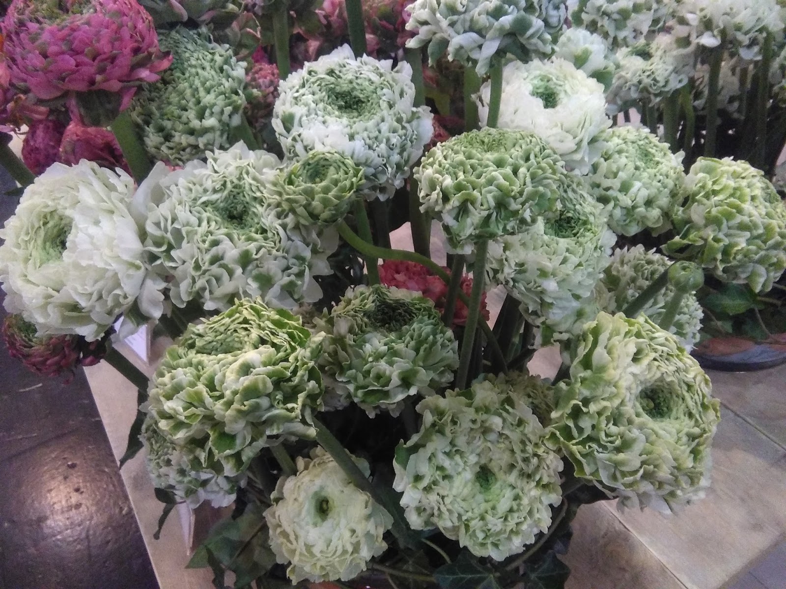 Agapanthes Et Camphrier L Automne Sous Son Manteau D Hiver Ou L