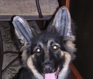 The German Shepherd: German Shepherd Puppies Ears