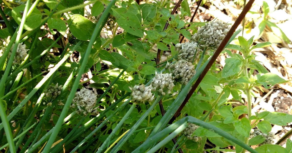 Lemon Verbena Lady's Herb Garden Herb Garden ChoresCutting Chive