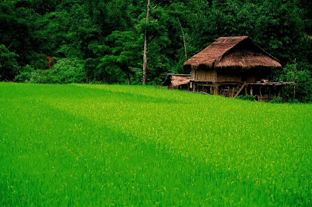 "Ngây ngất" Hình ảnh đẹp về làng quê Việt Nam đẹp như tranh