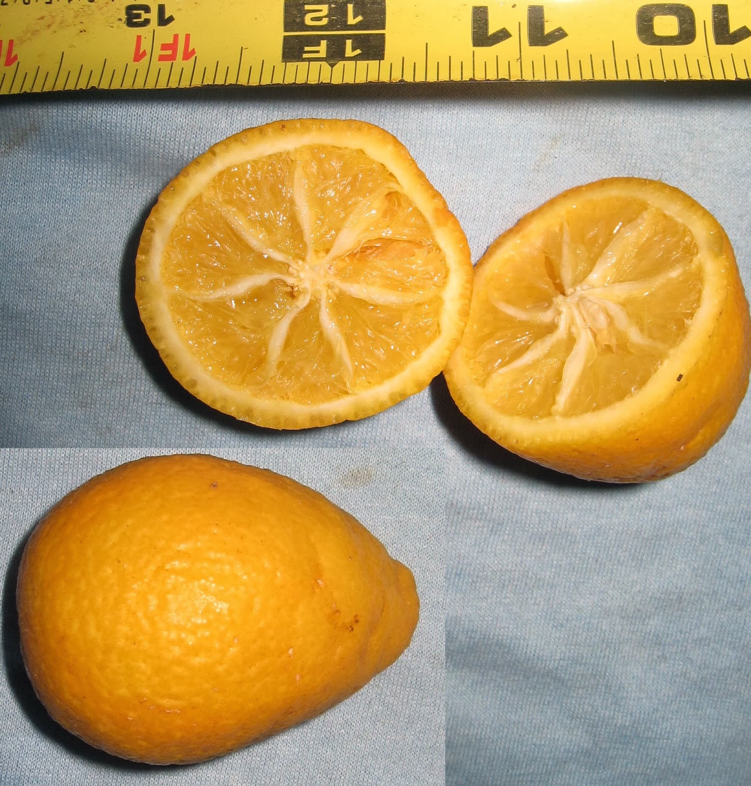 Hardy Citrus Thomasville Citrangequat