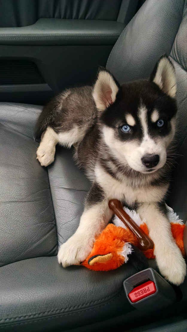 Pet's We Love 10 of the Most High Energy Dog Breeds