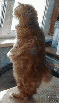 http://3.bp.blogspot.com/-ZbVr5YvF3FU/Vp_e5aoOl4I/AAAAAAABjts/utxY6lvhnuU/s1600/funny-cat-gifs-190-09.gif