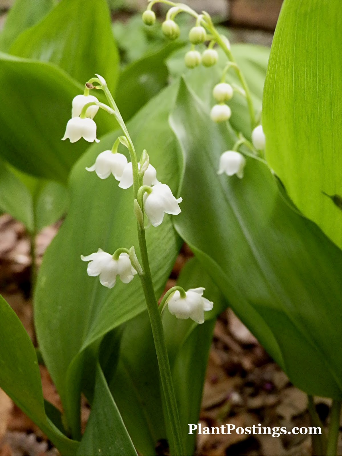 PlantPostings Plant of the month LilyoftheValley