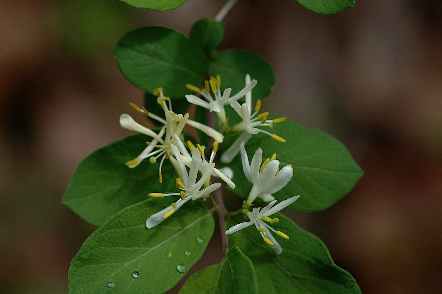 Field Biology in Southeastern Ohio Bush Honeysuckles