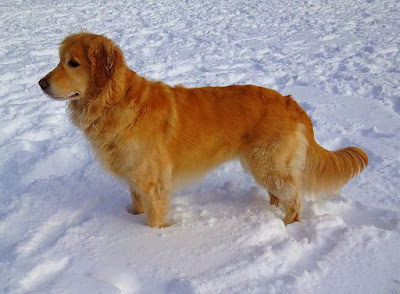 Golden retriever American type
