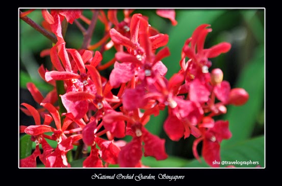 Bunga Anggrek, National Orchid Singapore, Singapura, Orchid