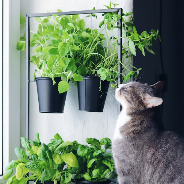 Hea leid: potihoidja - idee maitsetaimedele