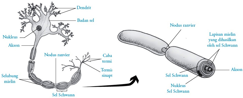 Sel Saraf (Neuron) pada Manusia