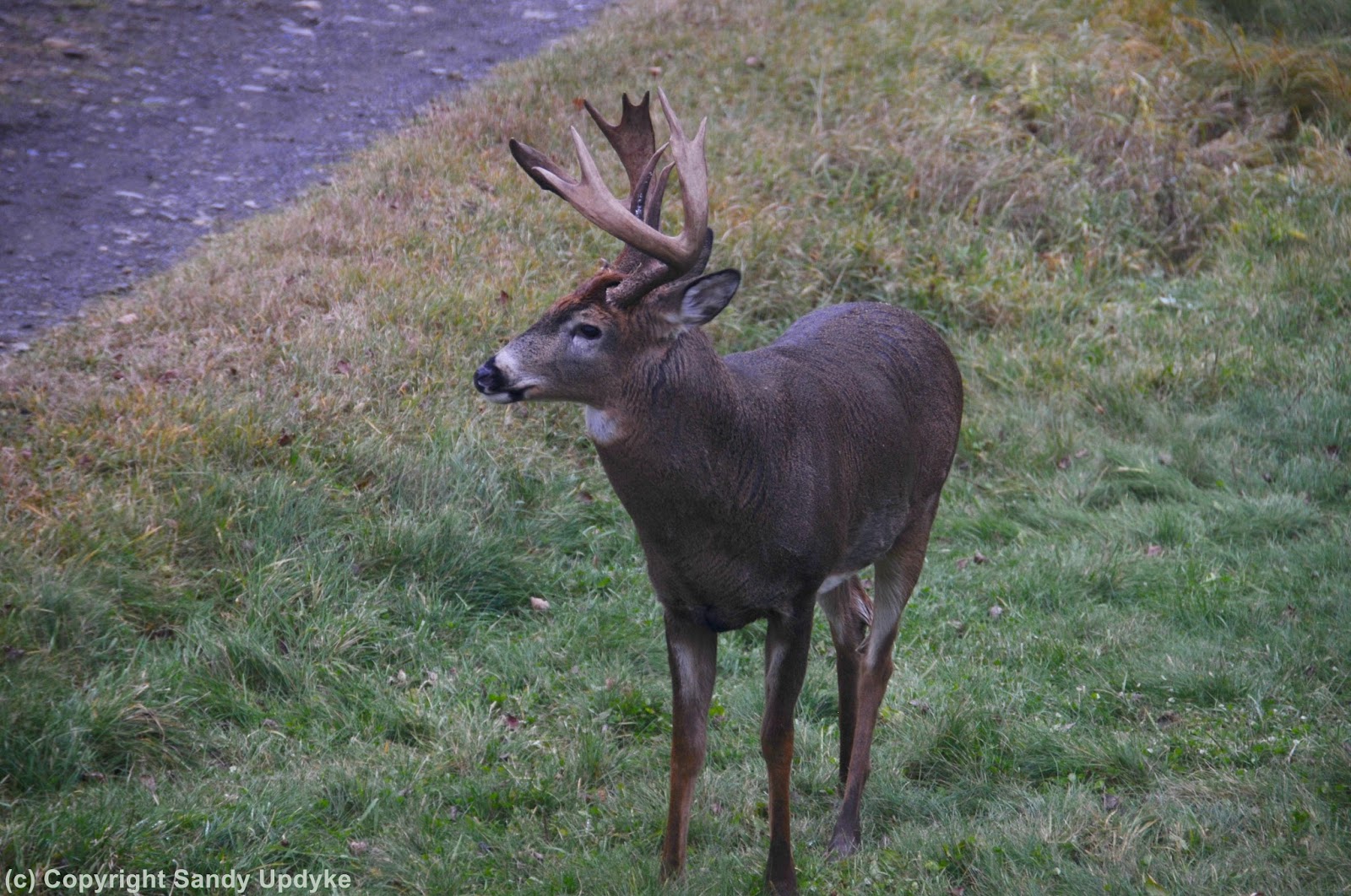 Wild About Nature: December 2016