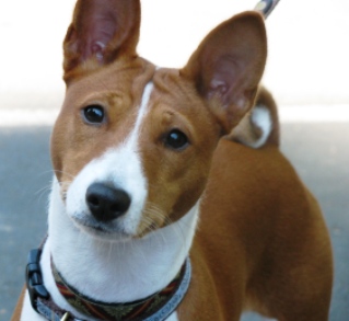 Basenji não late Clearance