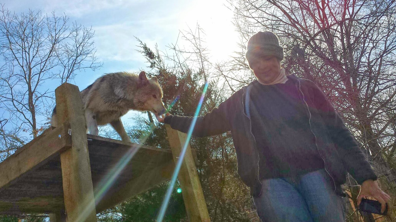 Wolfer Magic Wolfdog Ownership Preparing for the Worst