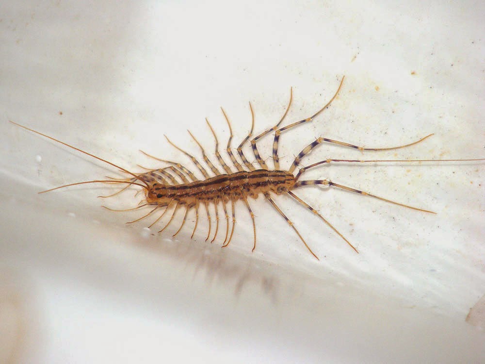 Loire Valley Nature House Centipede Scutigera coleoptrata