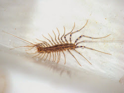 centipede scutigera coleoptrata centipedes silverfish legs household trapped temporarily laundry tub