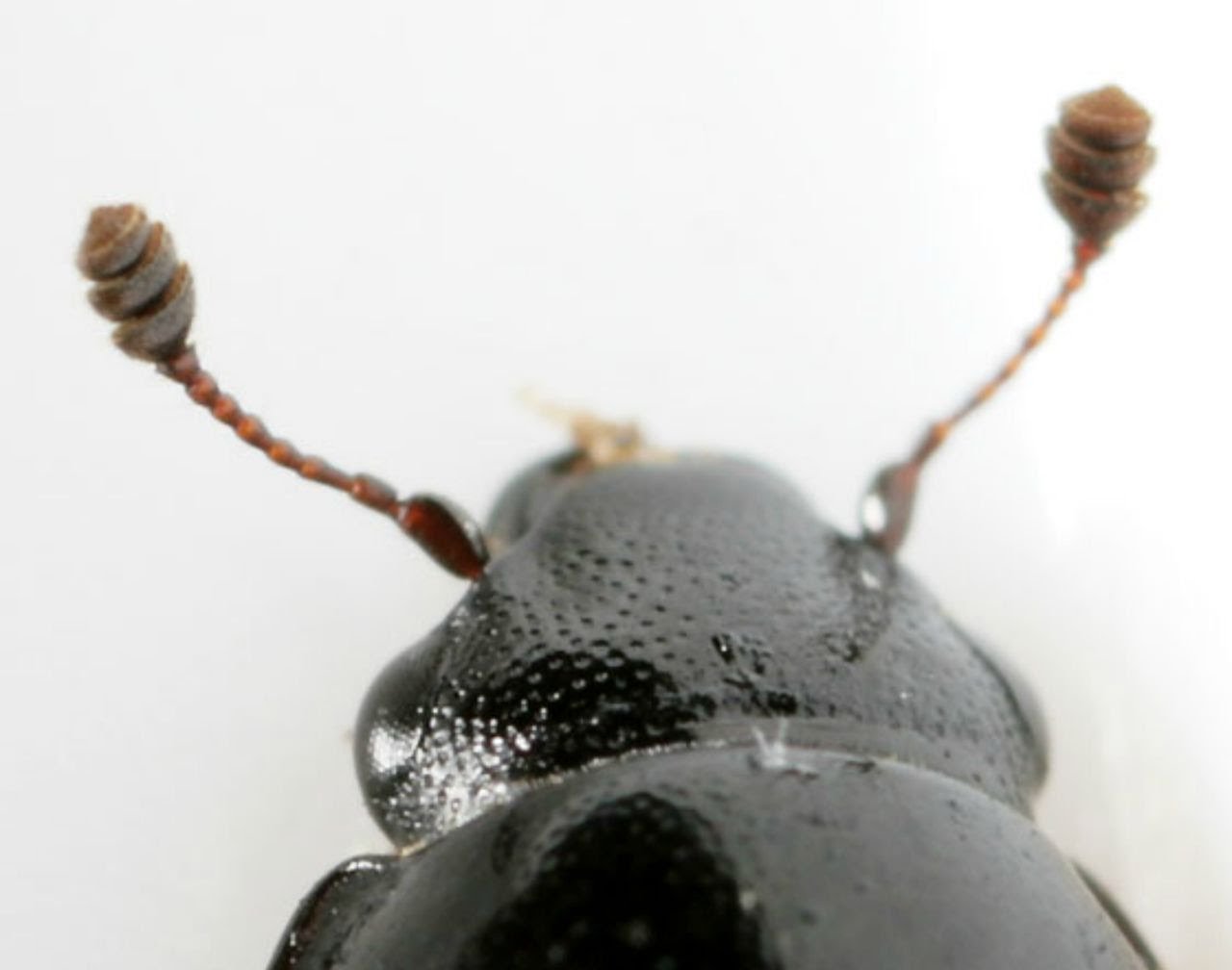 Ciriciri Serangga Mengenal 13 Bentuk Antena Serangga Dunia