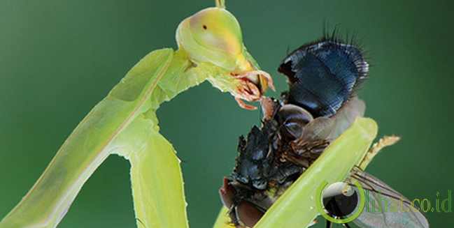 6 Hewan  Serangga yang Memiliki Insting pembunuh yang 