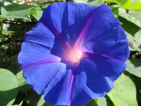 Campanilla azul (Convolvulus)flor silvestre azul