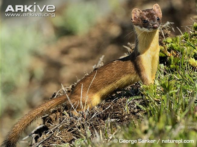 Long tailed Weasel