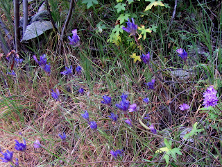Blue disks on Fish Canyon Trail