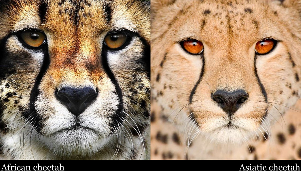 Abe's Animals: Differences between African and Asiatic cheetahs