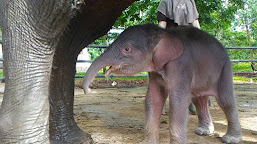 Populasi Gajah Way Kambas Bertambah Dengan Lahirnya Anak Gajah Betina.