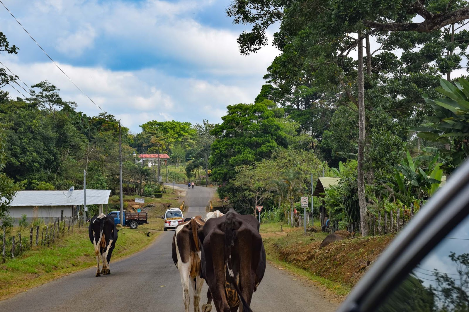 cows on the road to rio celeste waterfall