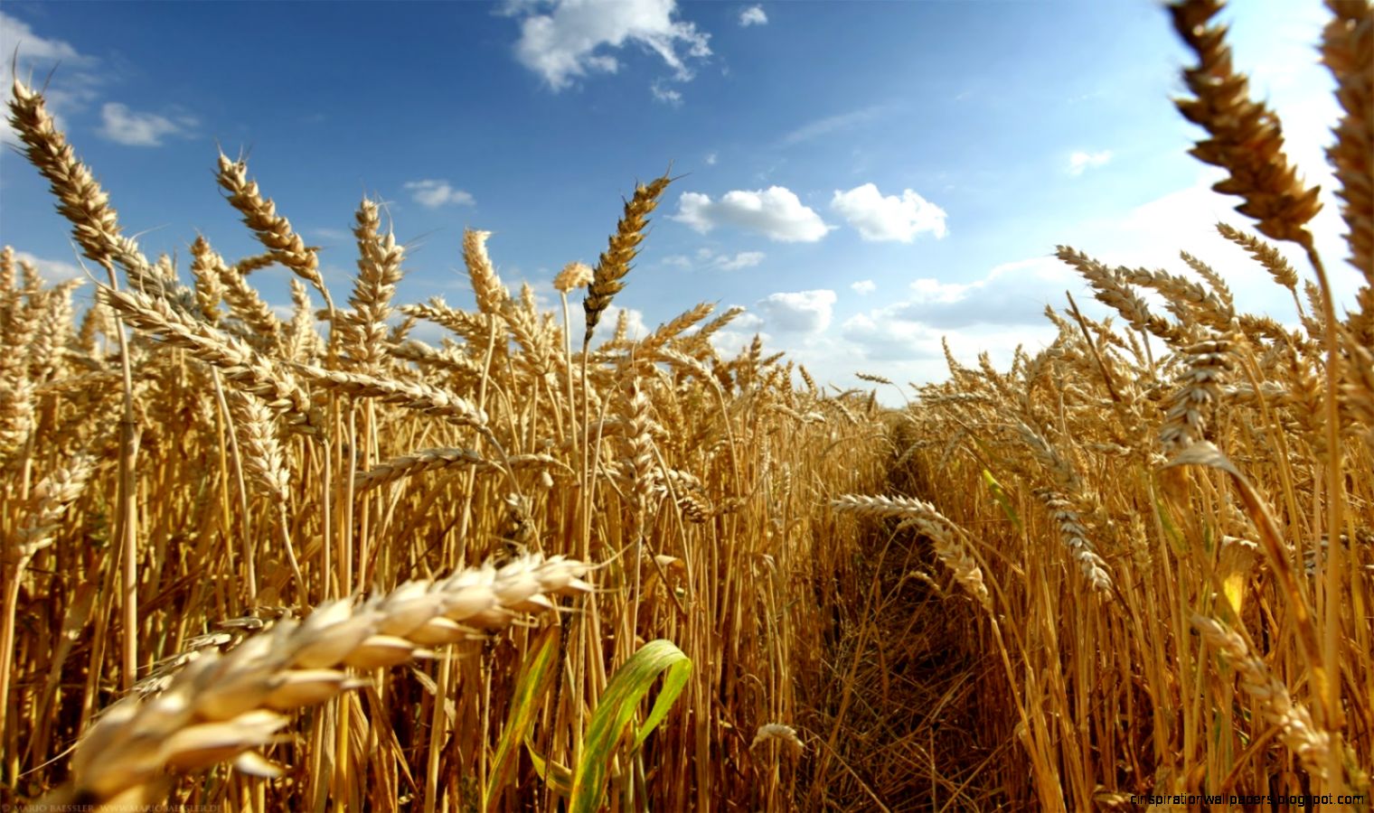 Wheat Fields Wallpaper  Zoom Wallpapers