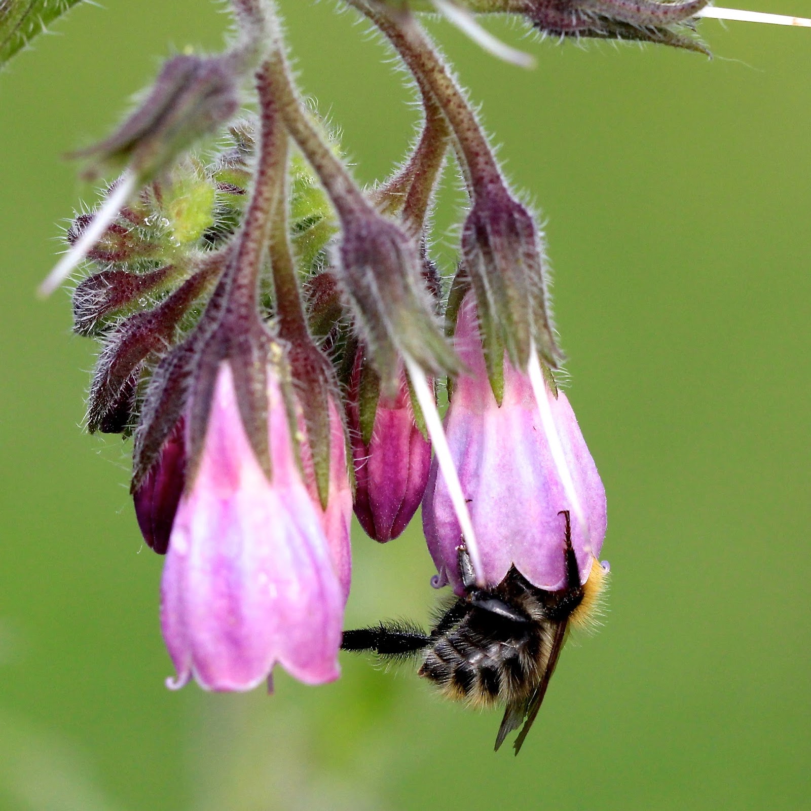 TrogTrogBlog Nectar robbers