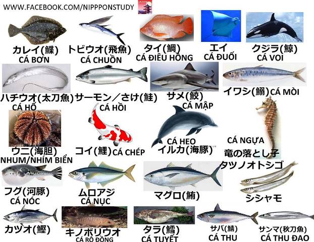Tên các loài cá bằng tiếng Nhật | Tiếng Nhật 
