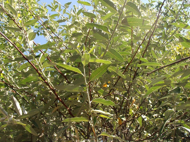 ÁRBOL DEL PARAÍSO: Elaeagnus angustifolia