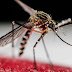 Desarrollan vacuna contra el zika efectiva en una sola dosis