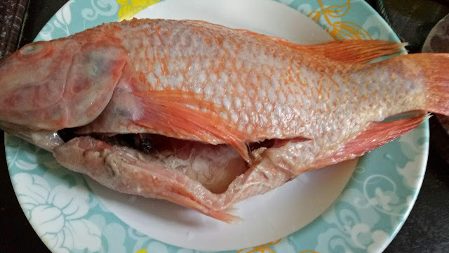 Ikan Talapia merah