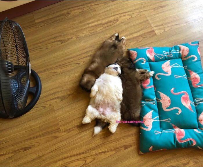 30 Hilariously Adorably Pictures Of Puppy Sleeping As If She Was 'Turned Off' 30 Hilariously Adorably Pictures Of Puppy Sleeping As If She Was 'Turned Off'