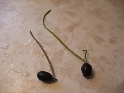 how to grow a lotus in a cup, indoors how to grow a lotus in a cup, indoors