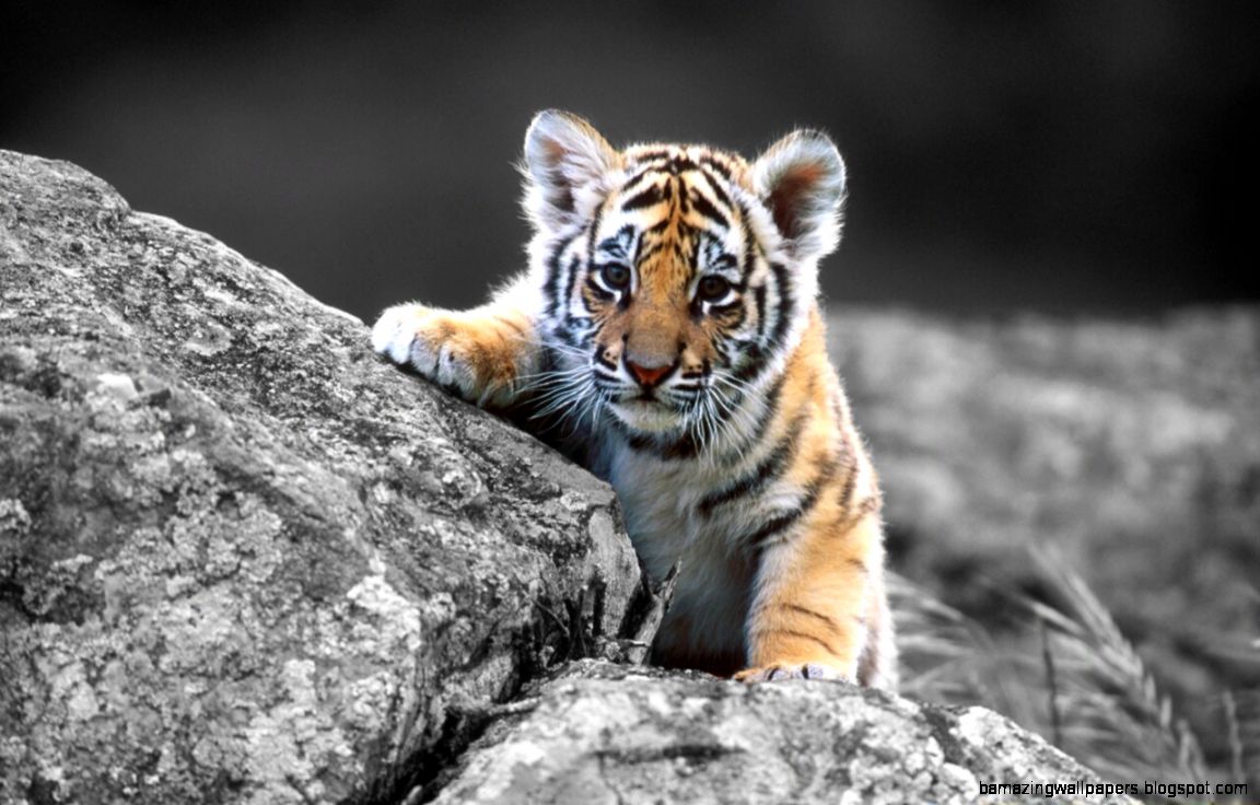 Baby Tiger Wallpaper Tumblr