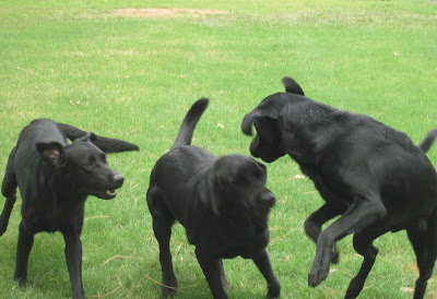 Picture of 3 black dogs playing... IF Rudy is one of them, he's the dog on the far right... on 2 feet! (the picture is a little blurry... so I can't tell if he's got the markings - but anytime Rudy plays... he's always jumping, and notice the fur on his back? it's got to be Rudy!)