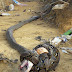 Epic Battle Between A King Cobra And A Python Caught In Ferocious Images