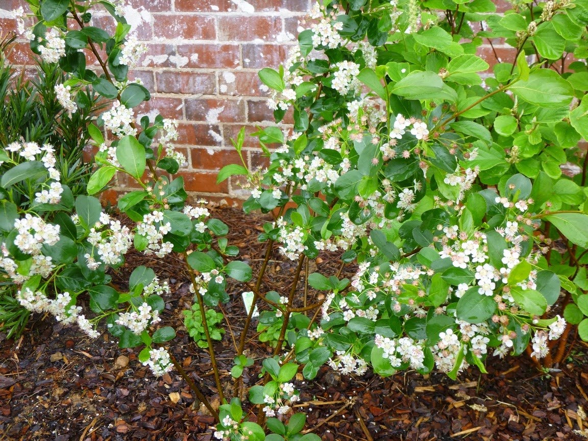 Aronia melanocarpa, still full of flowers and pushing new growth