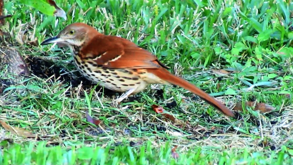 Backyard Birding....and Nature: Brown Thrasher Singing a Song