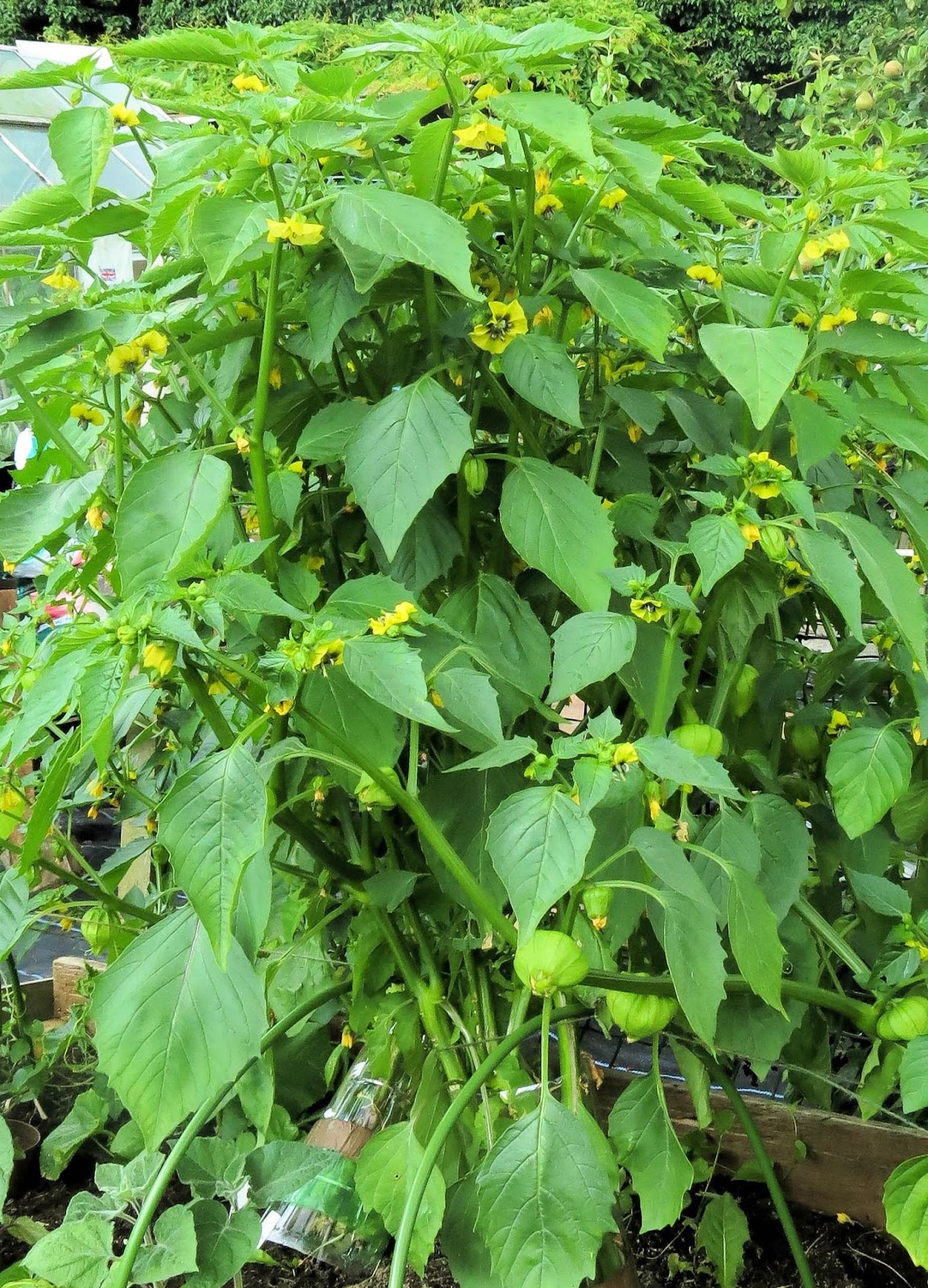Gourmet Gardening Tomatillo chutney