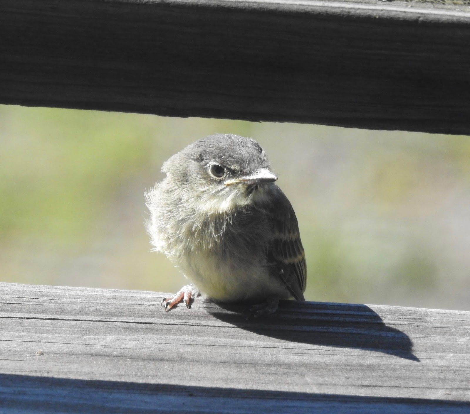 Bev’s Nature Blog: Eastern Phoebe Second Nesting