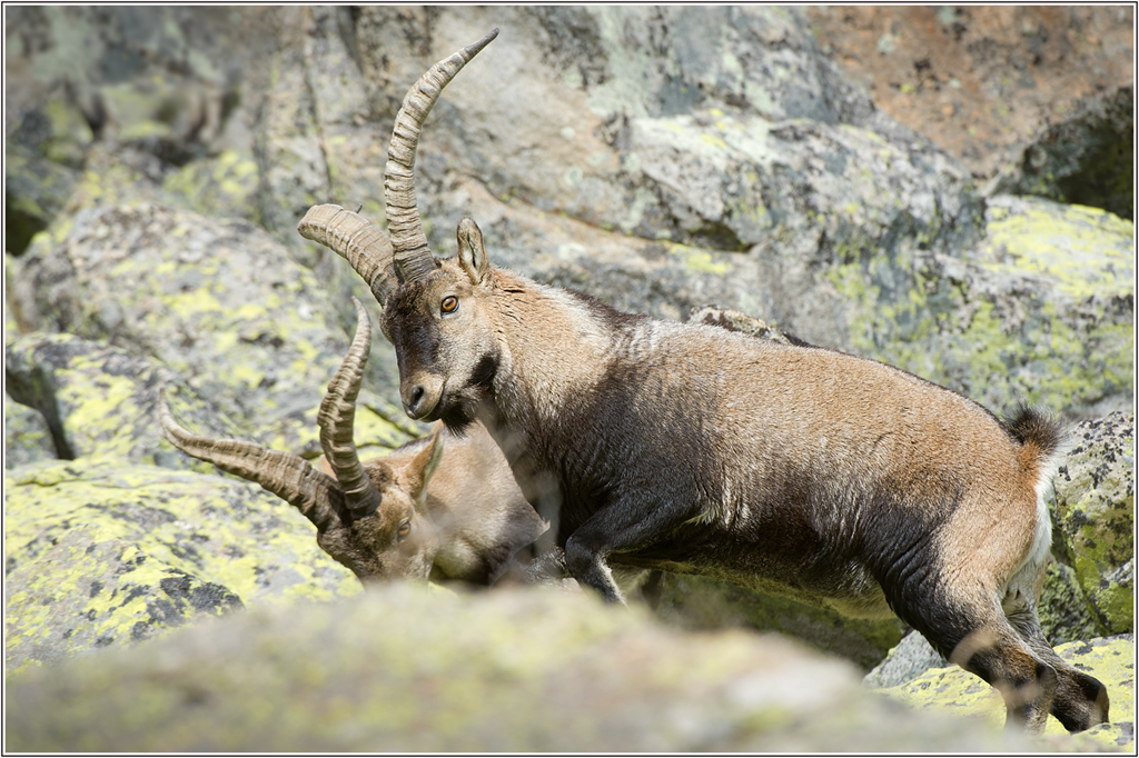 TOM DYRING WILDPHOTO / NN: IBERISK STEINBUKK / IBERIAN IBEX