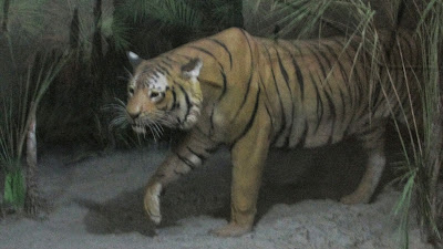 Sundarban Picture